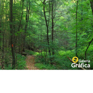 Fondo de Bosque 07