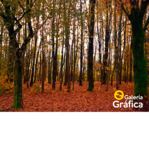 Fondo de Bosque 08