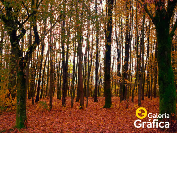 Fondo de Bosque 08