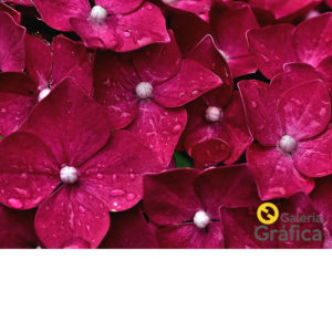 fondo flores 26