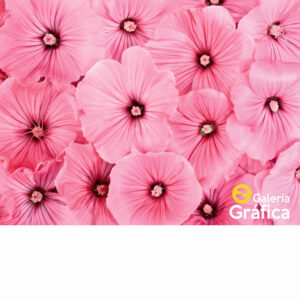 Fondo Flores 31