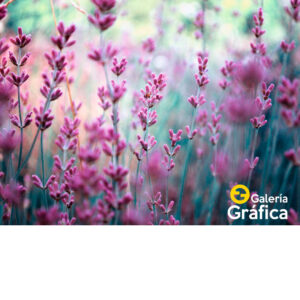 Fondo Flores 40