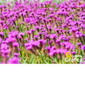 Fondo Flores 41