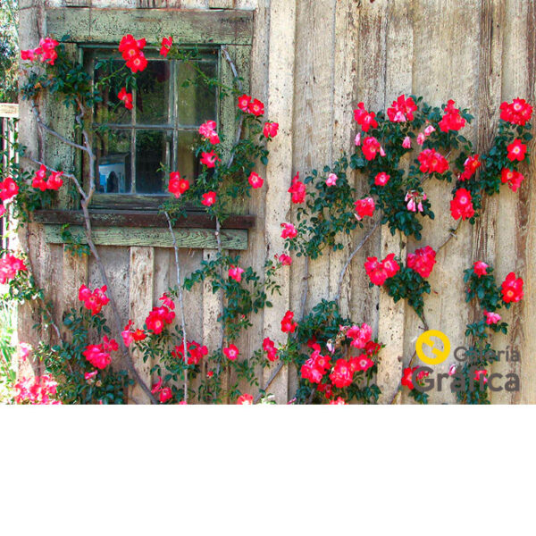 Fondo Flores 42