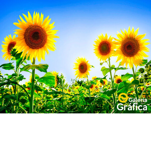 Fondo Flores 44