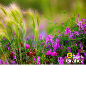 Fondo Flores 45
