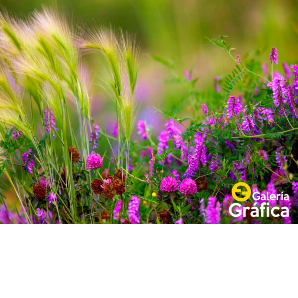 Fondo Flores 45