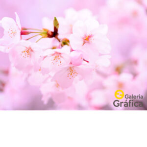 Fondo Flores 47