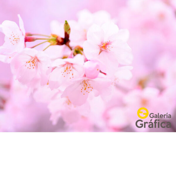 Fondo Flores 47