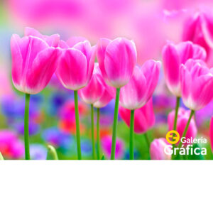 Fondo Flores 48